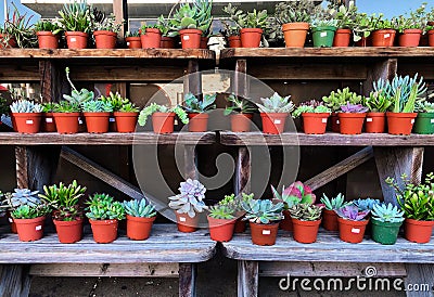 Group of succulent plants for home indoor houseplant Stock Photo