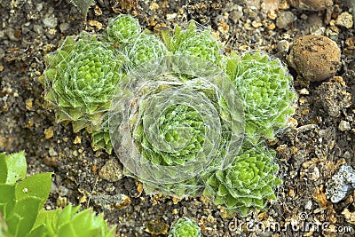 A group of succulents close up Stock Photo