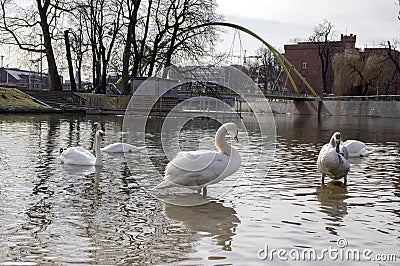 Group of swans on Odra river, largest waterfowl birds with white feathers Stock Photo