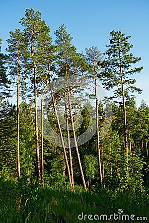 Group of tall scots or scotch pine Pinus sylvestris trees in forest. Stock Photo