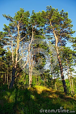 Group of tall scots or scotch pine Pinus sylvestris trees in forest. Stock Photo