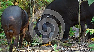 Group of tapirs eating in Ecuadorian amazon. Common names: Tapir, Danta Stock Photo