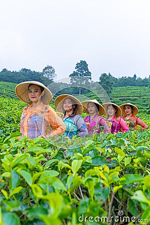 a group of tea garden farmers are marching amidst the green tea leaves Stock Photo