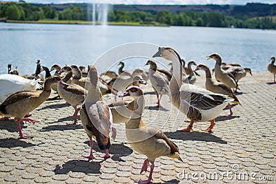 Group, team or paddling of ducks and gooses on the floor of a park with a pool and fountain at the background Stock Photo