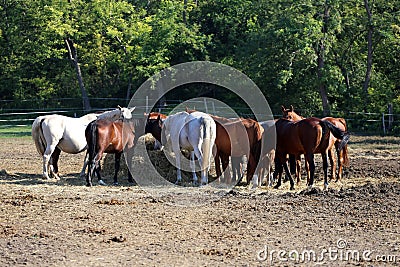 Group thoroughbred broodmares sharing hay against green natural Stock Photo