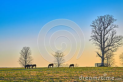 Group of thoroughbred horses grazing in a field Stock Photo