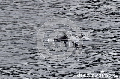 Three Atlantic white-sided dolphin Stock Photo