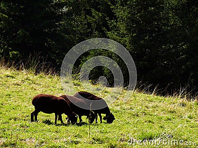 A group of three black grazing sheep Stock Photo
