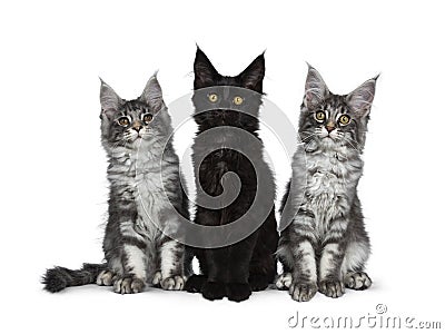 Group of three blue tabby / black solid Maine Coon cat kittens on white background Stock Photo