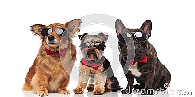 Group of three cool dogs with red bowties Stock Photo