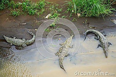 Group of three crocodiles in Tarcoles River in Costa Rica Stock Photo