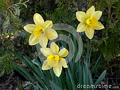 Group of three of daffodiles. Narcissus of cultivar Kiss Me close-up Stock Photo