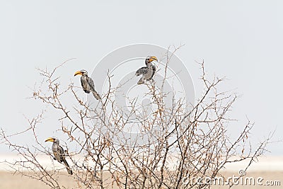 Group of three Hornbills (Toko) in Acacia Tree Stock Photo