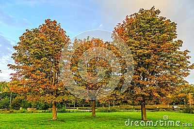 A group of three horse chestnuts, Aesculus hippocastanum, in autumn colors Stock Photo