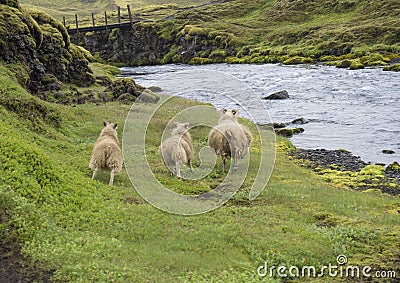 Group of three icelandic sheep, mother and lamb running away on bank of wild river stream, footbridge grass and moss Stock Photo