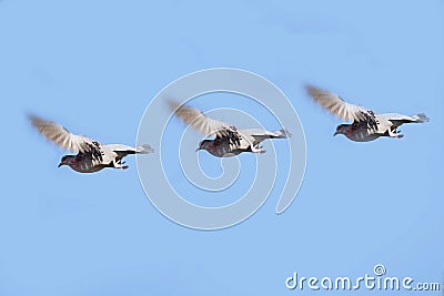 Group of Three Pigeons Flying Stock Photo