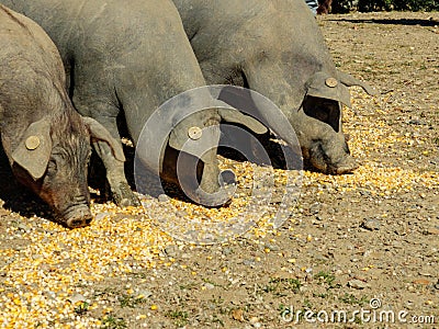 Group of three pigs eating corn feed on the ground Stock Photo