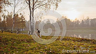 A group of three pugs, dogs are running on green grass and autumn leaves in a park, near a lake or a pond at sunset Stock Photo