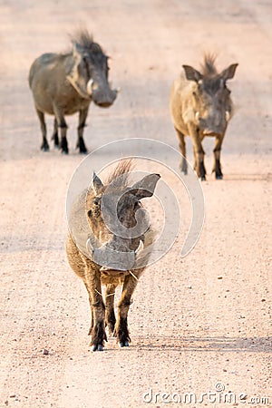 Group of three running warthogs Stock Photo