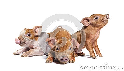 Group of three Sitting Young piglets mixedbreed, isolated Stock Photo