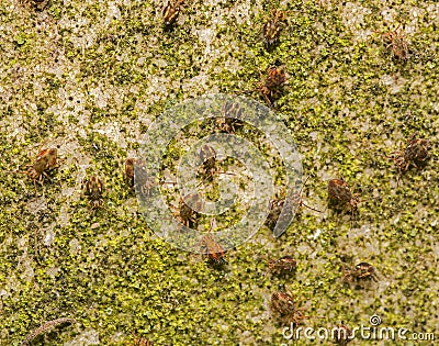A group of tiny Globular Springtails on a neglected gravestone Stock Photo