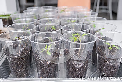 Group of tomato seedlings in plastic glasses on windows sill Stock Photo