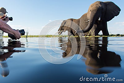 A group of tourists photographing elephants at water level Stock Photo