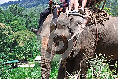 Group tourists to ride on an elephant Stock Photo