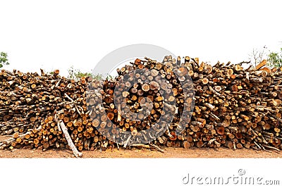 Group of tree trunks of pine tree Stock Photo