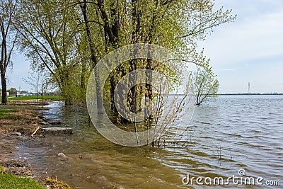 A group of trees and a bush invaded by water Stock Photo