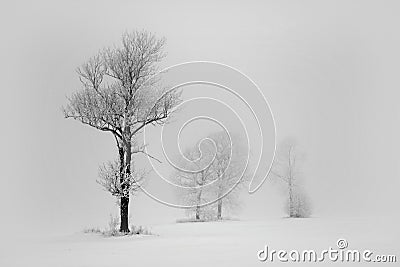 Group trees on a field foggy winter day Stock Photo