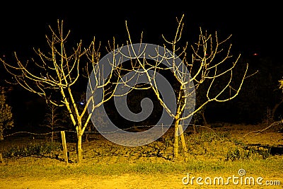 Group of trees withered and dried branch by taking photo middle of the night Stock Photo