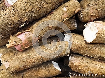 Group of tuber roots of Manihot esculenta, cassava, manioc, yuca or mandioca Stock Photo