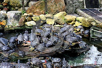 group of turtle sitting near pound side Stock Photo