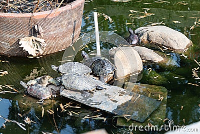 A group of turtles basking on the stone. The turtle got out of the water of an artificial reservoir and lies on a stone. Stock Photo