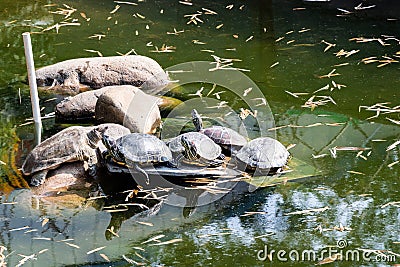 A group of turtles basking on the stone. The turtle got out of the water of an artificial reservoir and lies on a stone. Stock Photo