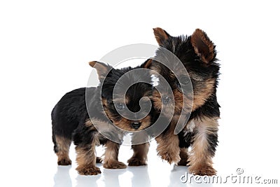 Group of two adorable yorkshire terrier protecting each other Stock Photo