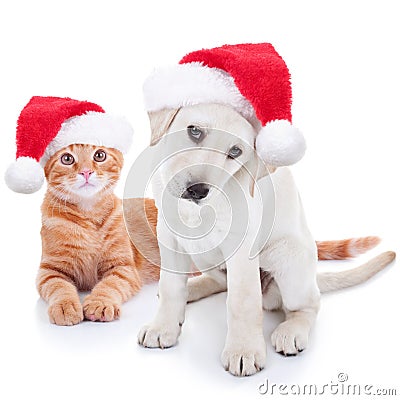 Christmas Pets Dog and Cat Stock Photo