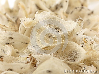 Group of uncook and dirty swallow nest Stock Photo