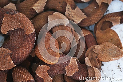 Closeup of venomous Copperhead snakes Stock Photo