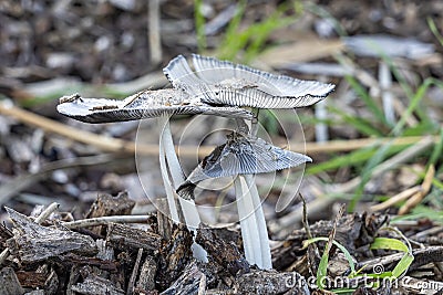 A group of very delicate mushrooms Coprinopsis lagopus, in Dutch called Hazenpootje, growing on a pile of tree bark Stock Photo