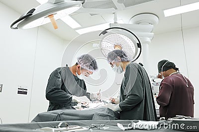 Group of veterinarian surgery in operation room Editorial Stock Photo