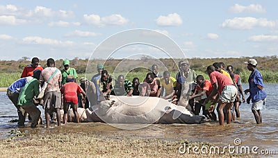 Group of village men pull a hippopotamus out of the water Editorial Stock Photo