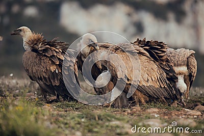 Group Vultures, interacting and eating bones in mountains at sunrise in Spain Stock Photo