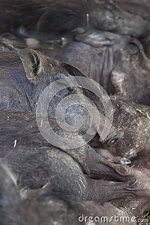 Group of warthogs sleeping Stock Photo