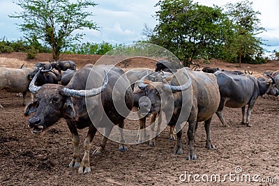 Group of Water buffalo Thai buffalo at countryside in Southern of Thailand Stock Photo