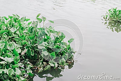 Group of water hyacinth floating in the river.Floating water hyacinth Stock Photo