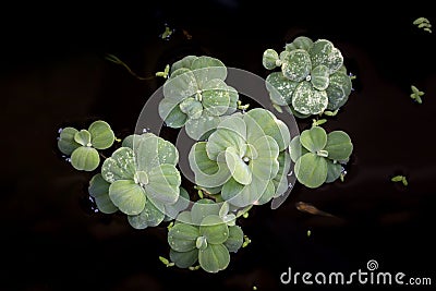 Group of water lettuce. Stock Photo