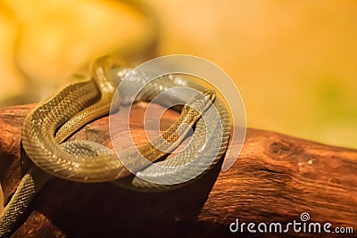 Group of water snakes (Homalopsidae) and their common name are water snakes, Indo-Australian water snakes, mud snakes, bockadam, Stock Photo