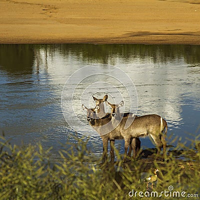 Group of waterbucks in the riverbank in Kruger Park, South Africa Stock Photo